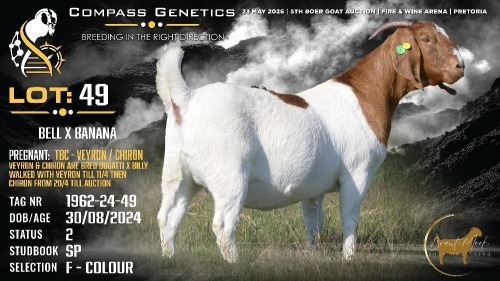 1 X BOER GOAT FLOCK ON COLOUR DOE Brent-Meek Boerbokstoet