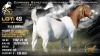 1 X BOER GOAT FLOCK ON COLOUR DOE Brent-Meek Boerbokstoet