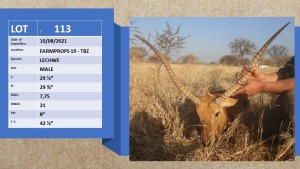 1x Lechwe(Op Katalogus/On Catalogue) M: 1