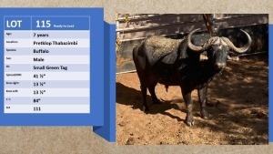 1X Buffel/Buffalo (op Katalogus/On Catalogue) M:1 Pretklop Wildboerdery