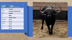 1X Buffel/Buffalo (op Katalogus/On Catalogue) M:1 Pretklop Wildboerdery