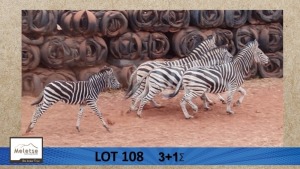 3+1X Sebra/Zebra Meletse Private Game Reserve (Per Piece to take the lot/Per stuk om lot te neem)