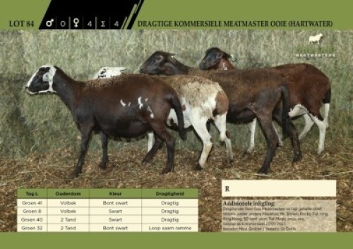 LOT 84 4X&nbsp; Kommersiele Meatmaster Ooie (Hartwater) 2 Dragtig, 2 met lammers