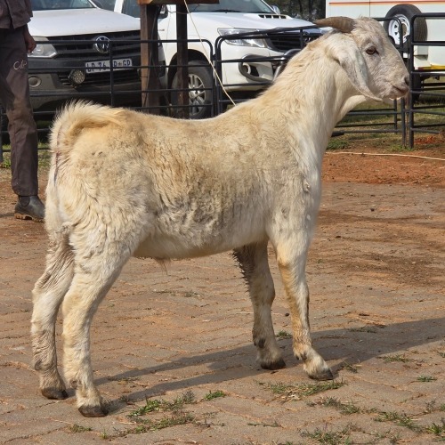 1 X SAVANNA GOAT BUCK VDK BOERDERY