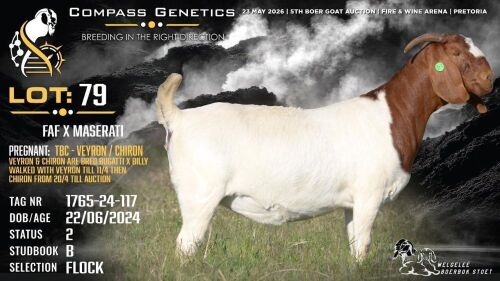 1 X BOER GOAT FLOCK DOE Welgele&euml; Boerbokstoet