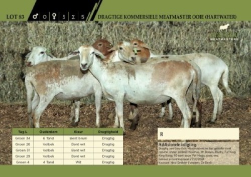 5 x Dragtige Kommersiele Meatmaster Ooie (Hartwater)