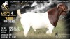 1 X BOER GOAT FLOCK ON TEAT BUCK Welgele&euml; Boerbokstoet