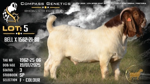 1 X BOER GOAT FLOCK ON COLOUR BUCK Brent-Meek Boerbokstoet