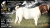 1 X BOER GOAT FLOCK ON TEAT BUCK Brent-Meek Boerbokstoet