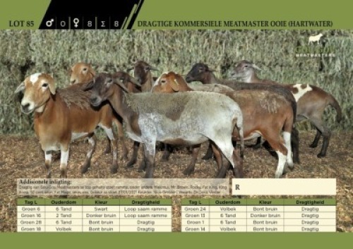 8 x Dragtige Kommersiele Meatmaster Ooie (Hartwater)