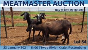 LOT 54 3X MEATMASTER OOI/EWE DAY TO DAY MEATMASTERS