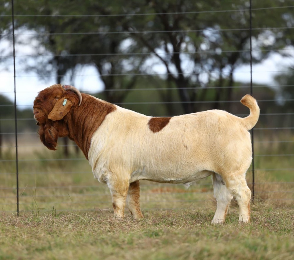 1 X BOER GOAT FLOCK BUCK TRIANGLE FARMS BOERBOEK STOET ROYAL GENETICS ...
