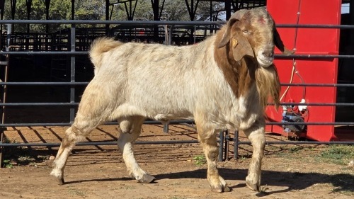 1 X BOER GOAT M ADANSONIA SAFARIS
