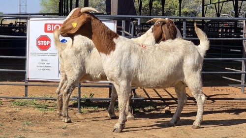 2 X BOER GOAT F ADANSONIA SAFARIS (Per animal to take the lot)