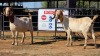 2 X BOER GOAT F ADANSONIA SAFARIS (Per animal to take the lot)