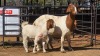 1+2 X BOER GOAT F ADANSONIA SAFARIS
