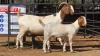 1+1 X BOER GOAT F ADANSONIA SAFARIS