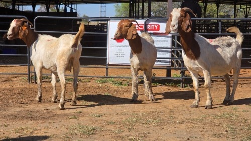 3 X BOER GOAT F ADANSONIA SAFARIS (Per animal to take the lot)