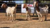 3 X BOER GOAT F ADANSONIA SAFARIS (Per animal to take the lot)