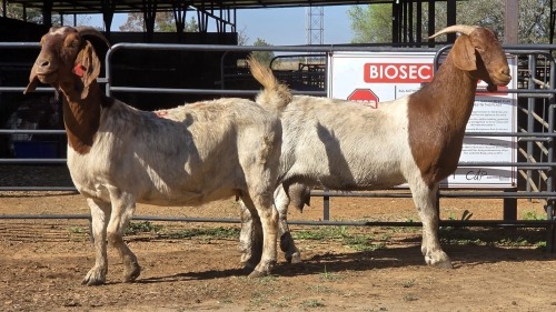 2 X BOER GOAT F ADANSONIA SAFARIS (Per animal to take the lot)