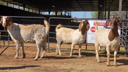 3 X BOER GOAT F ADANSONIA SAFARIS (Per animal to take the lot)