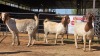 3 X BOER GOAT F ADANSONIA SAFARIS (Per animal to take the lot)