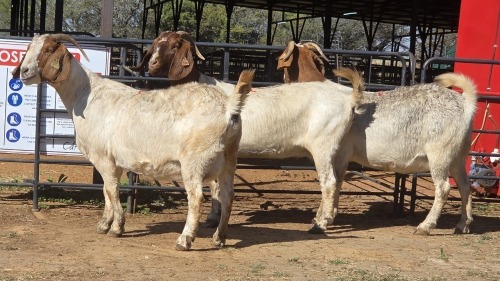 3 X BOER GOAT F ADANSONIA SAFARIS (Per animal to take the lot)