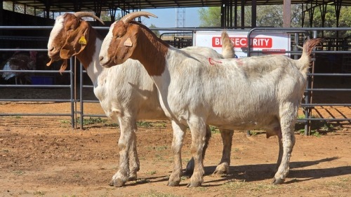 2 X BOER GOAT F ADANSONIA SAFARIS (Per animal to take the lot)