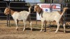 2 X BOER GOAT F ADANSONIA SAFARIS (Per animal to take the lot)