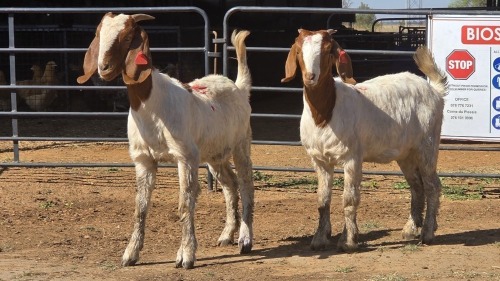 2 X BOER GOAT F ADANSONIA SAFARIS (Per animal to take the lot)