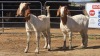 2 X BOER GOAT F ADANSONIA SAFARIS (Per animal to take the lot)