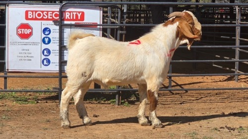 1 X BOER GOAT M ADANSONIA SAFARIS