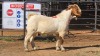 1 X BOER GOAT M ADANSONIA SAFARIS