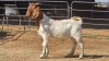 1 X BOER GOAT M ADANSONIA SAFARIS