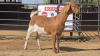 1 X BOER GOAT F ADANSONIA SAFARIS