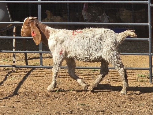 1 X BOER GOAT F ADANSONIA SAFARIS