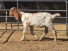 1 X BOER GOAT F ADANSONIA SAFARIS