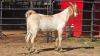 1 X BOER GOAT M ADANSONIA SAFARIS