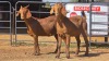2 X KALAHARI RED F ADANSONIA SAFARIS (Per animal to take the lot)