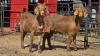 2 X KALAHARI RED F ADANSONIA SAFARIS (Per animal to take the lot)