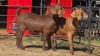 2 X KALAHARI RED F ADANSONIA SAFARIS (Per animal to take the lot)