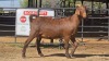 1 X KALAHARI RED F ADANSONIA SAFARIS