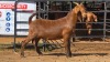 1 X KALAHARI RED F ADANSONIA SAFARIS
