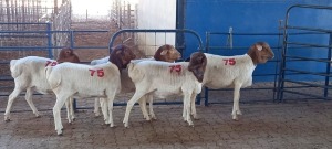 5X PERSIE OOI/EWE (PER PIECE TO TAKE THE LOT)