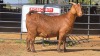 1 X KALAHARI RED F ADANSONIA SAFARIS