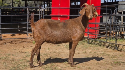 1 X KALAHARI RED F ADANSONIA SAFARIS