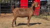 1 X KALAHARI RED F ADANSONIA SAFARIS