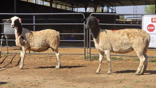 2 X DORPER CROSS F ADANSONIA SAFARIS (Per animal to take the lot)