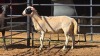 1 X DORPER CROSS M ADANSONIA SAFARIS