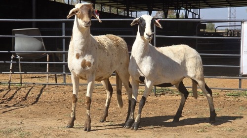 2 X MEATMASTER CROSS F ADANSONIA SAFARIS (Per animal to take the lot)
